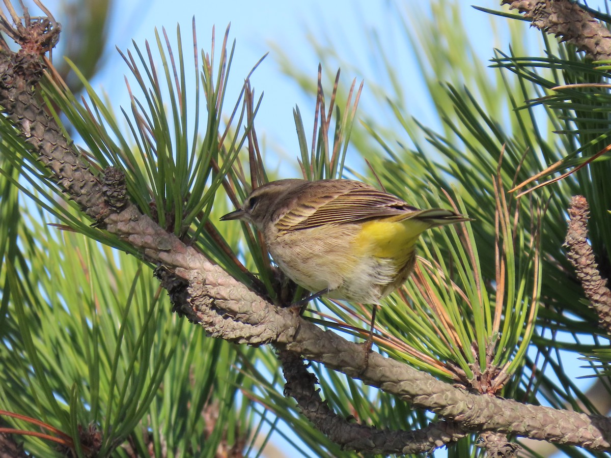 Palm Warbler - ML646185573