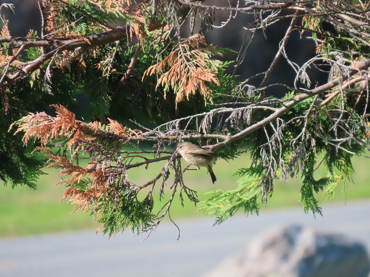 Palm Warbler - ML646185574