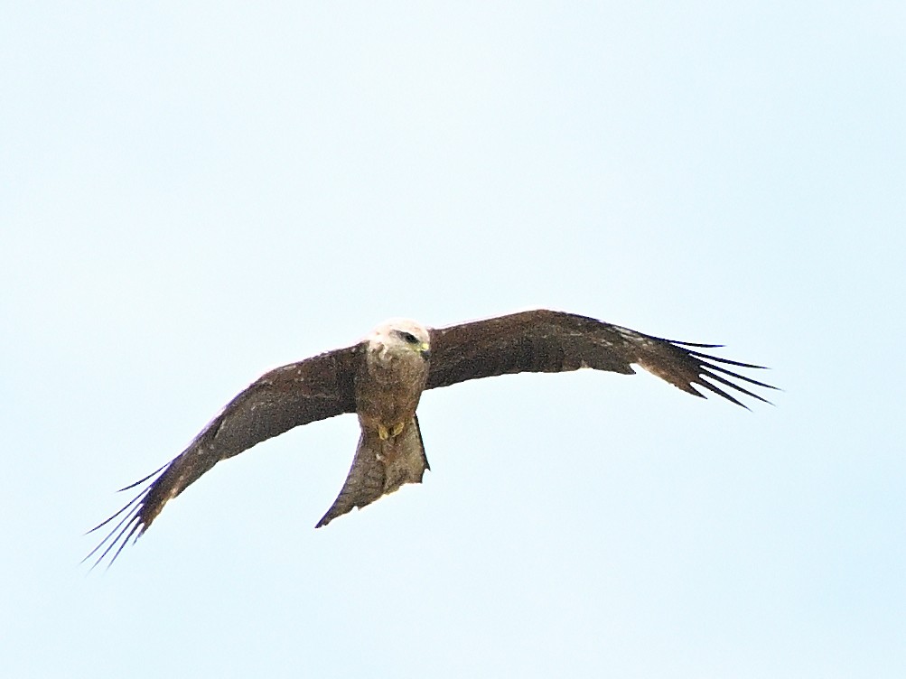 Black Kite - ML646185579