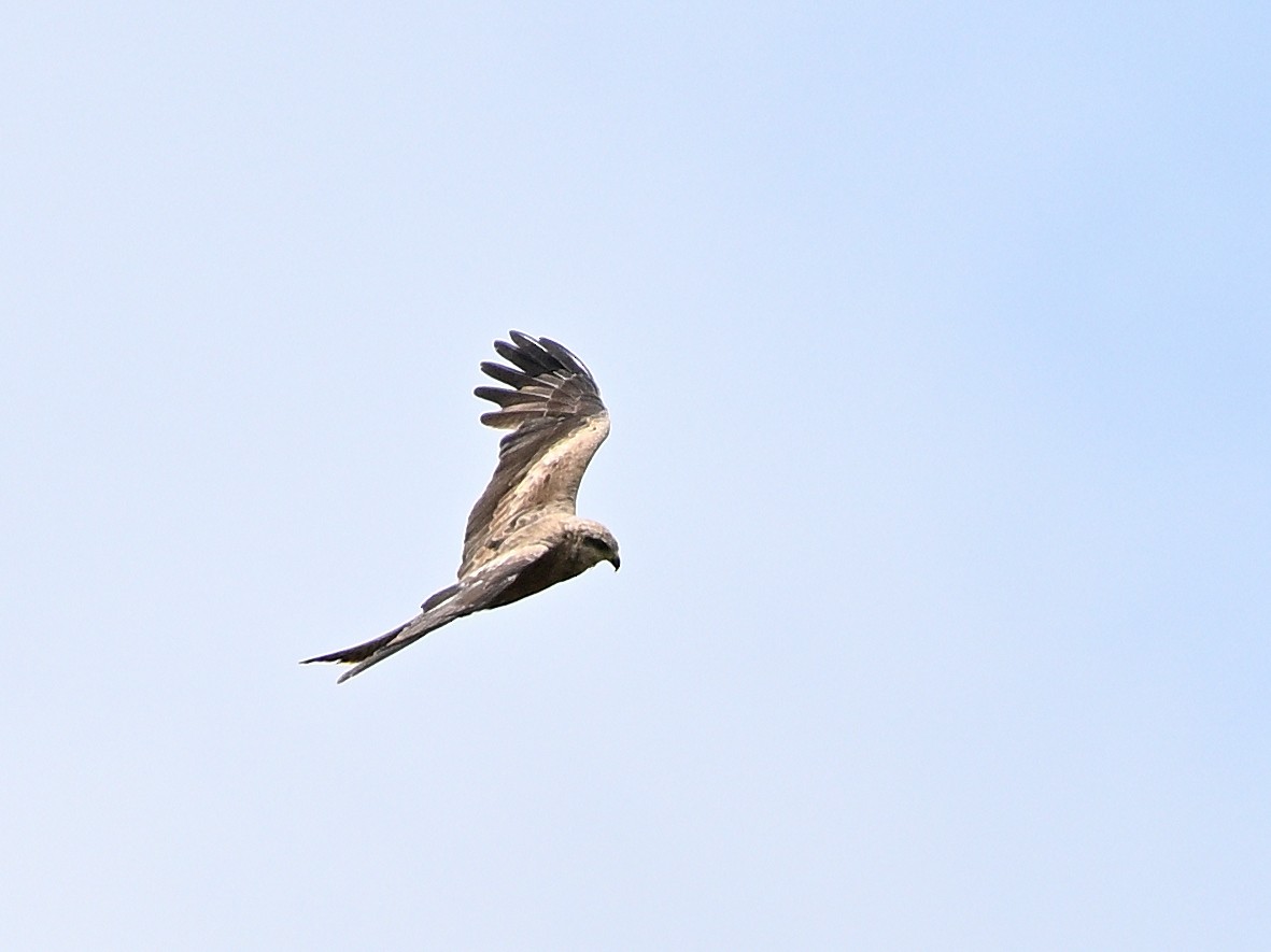 Black Kite - ML646185580