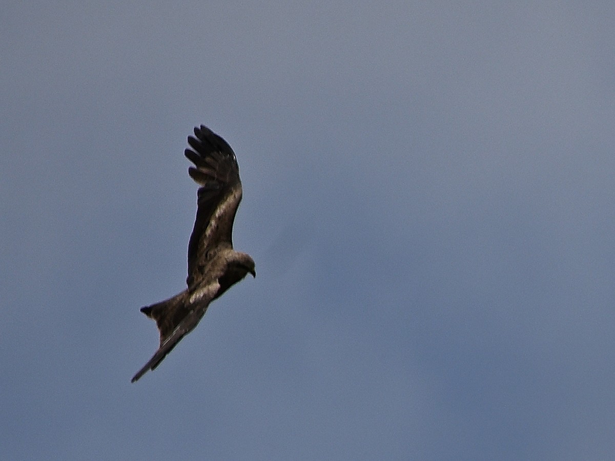 Black Kite - ML646185583