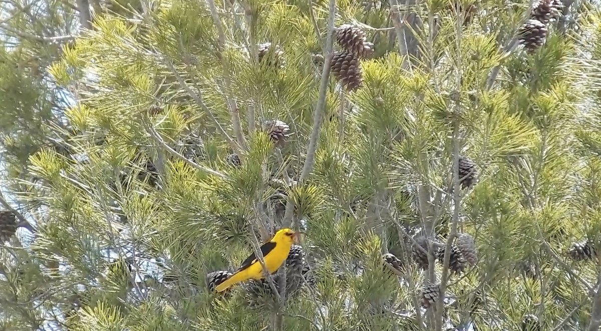 Eurasian Golden Oriole - ML646185587