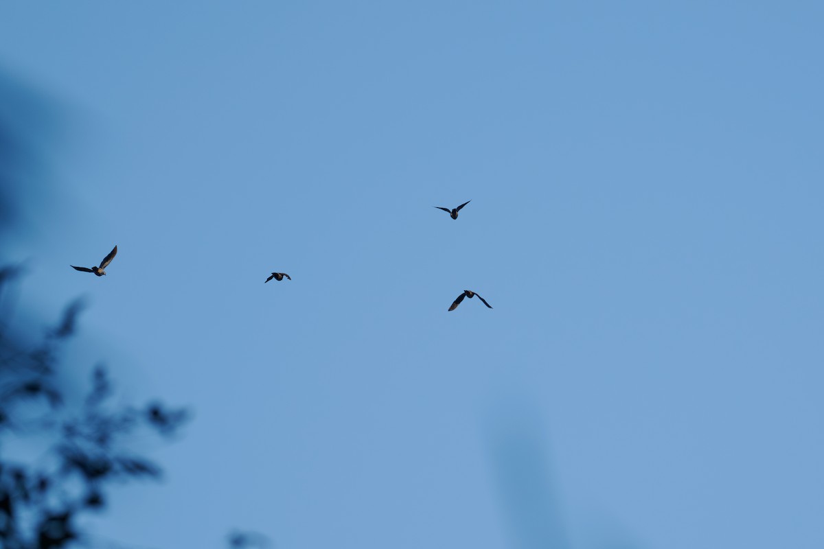 Mountain Imperial-Pigeon - ML646185590