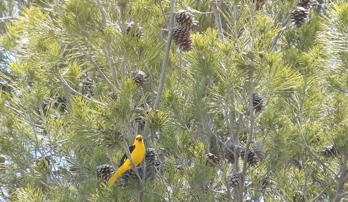 Eurasian Golden Oriole - ML646185591