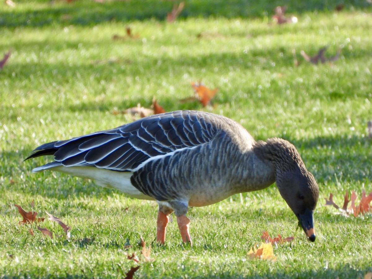 Tundra Bean-Goose - ML646185594