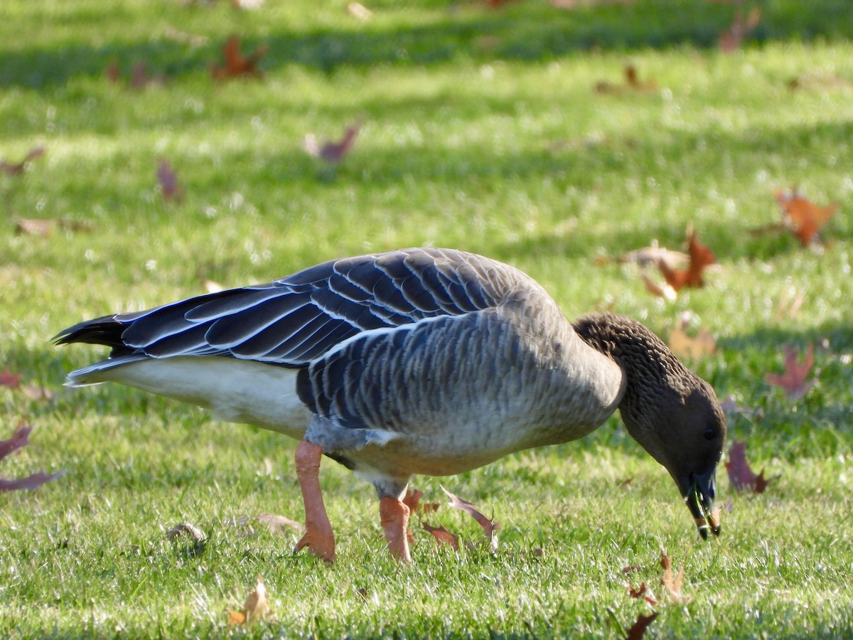 Tundra Bean-Goose - ML646185595