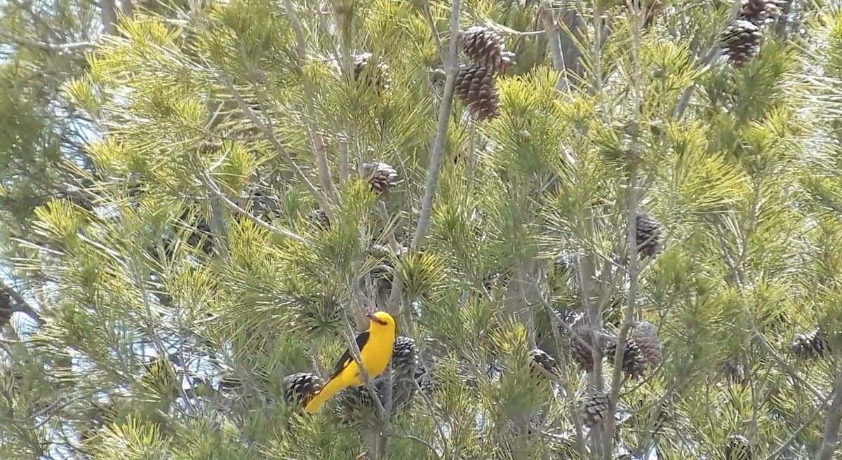 Eurasian Golden Oriole - ML646185596