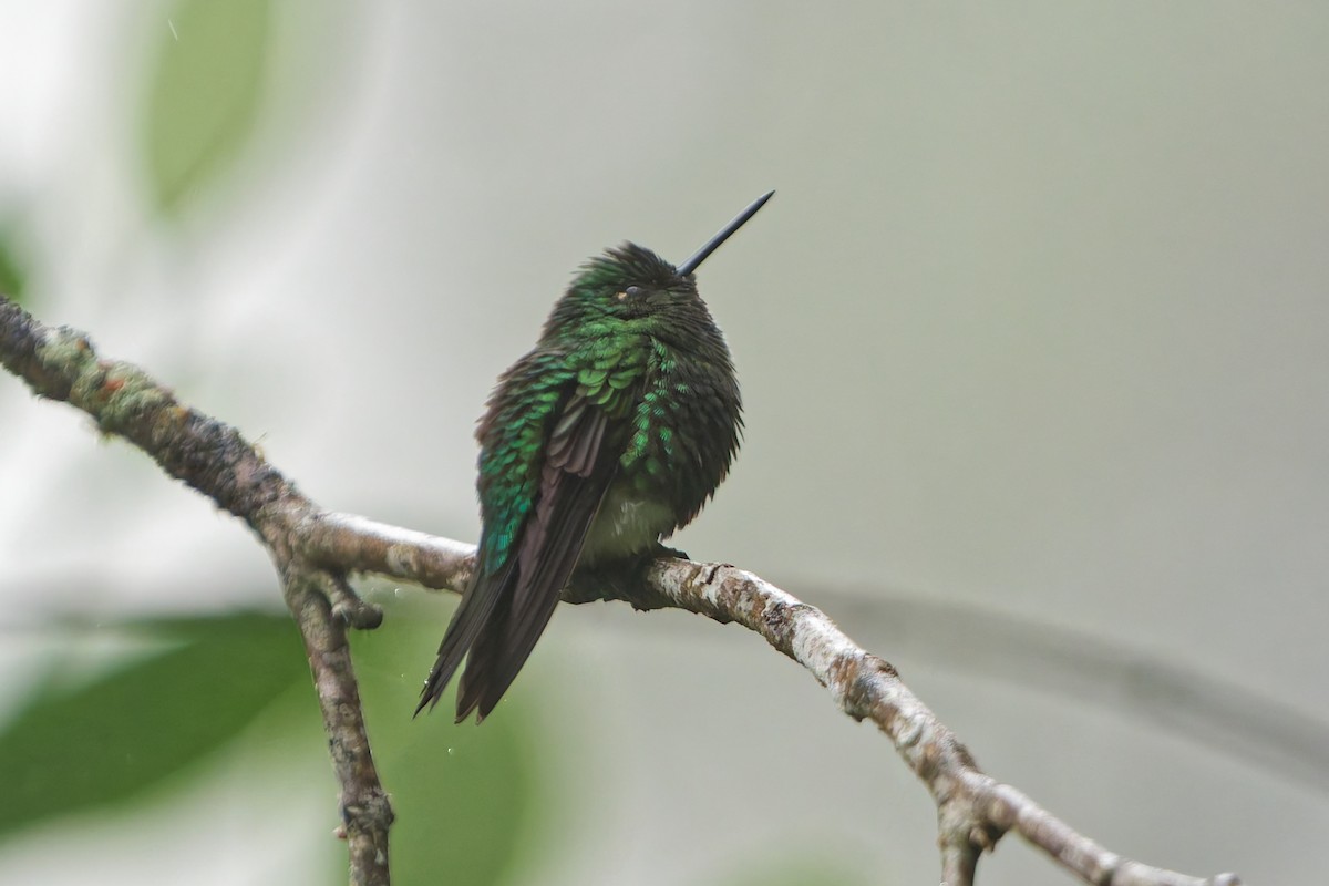 Emerald-bellied Puffleg - ML646185597