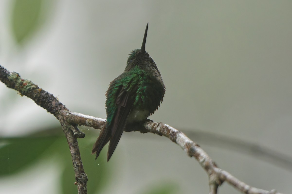Emerald-bellied Puffleg - ML646185598