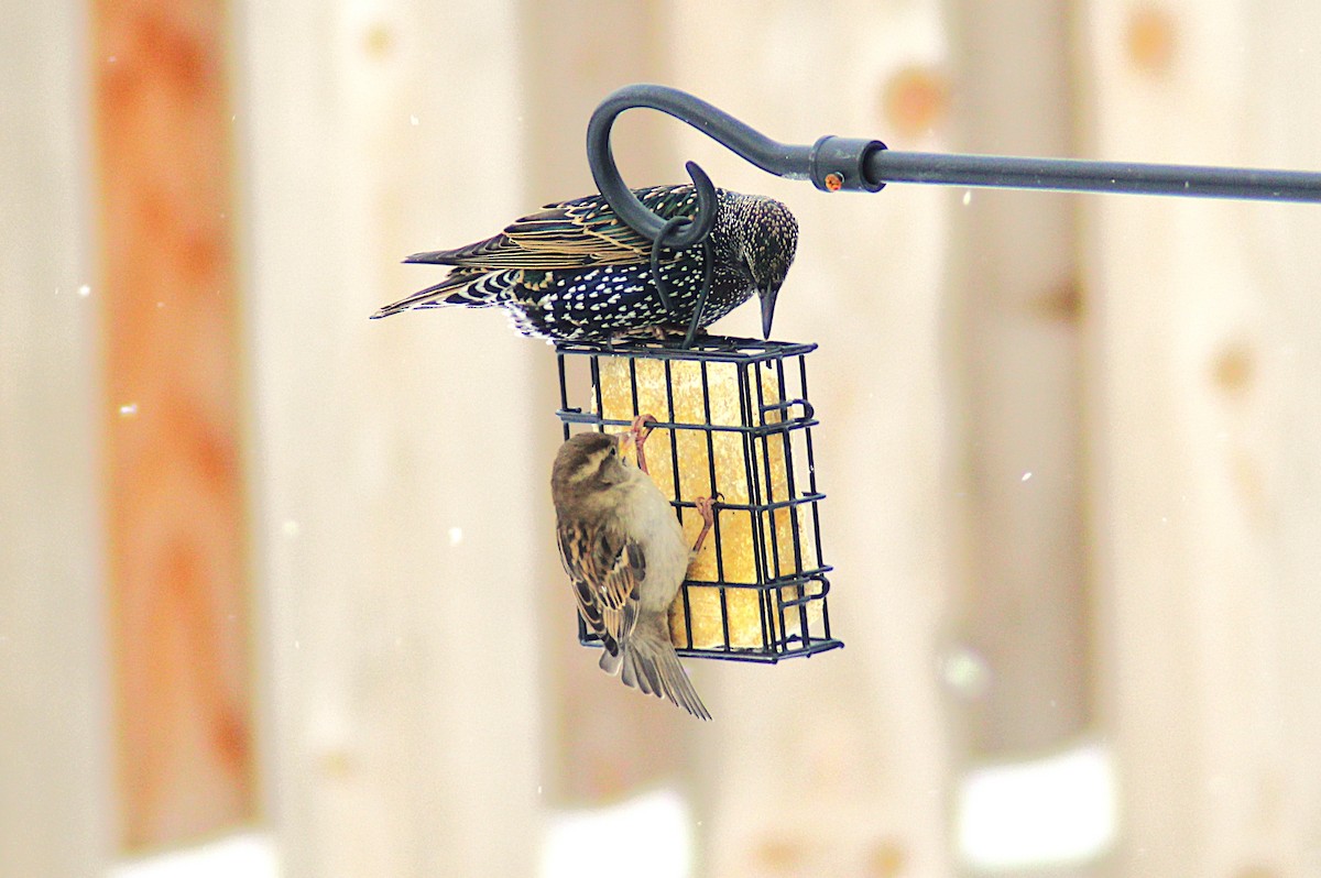 European Starling - ML646185604