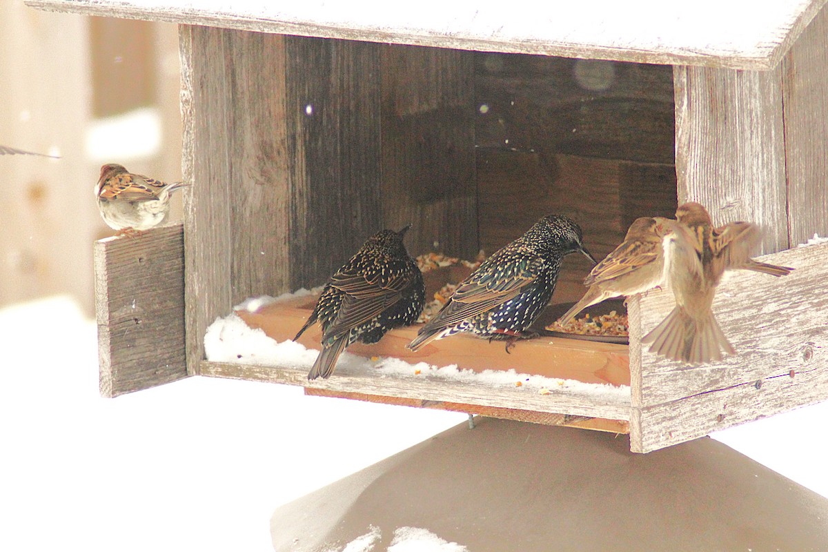 European Starling - ML646185605