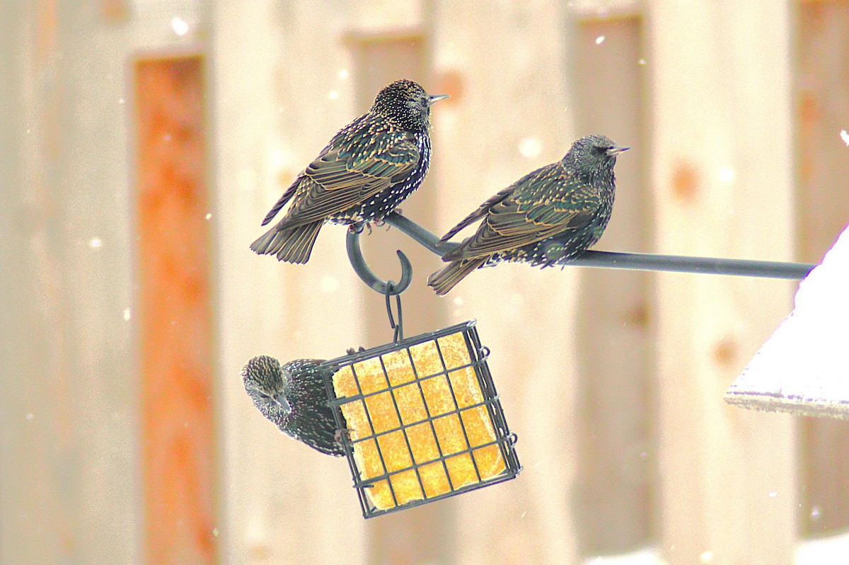 European Starling - ML646185606