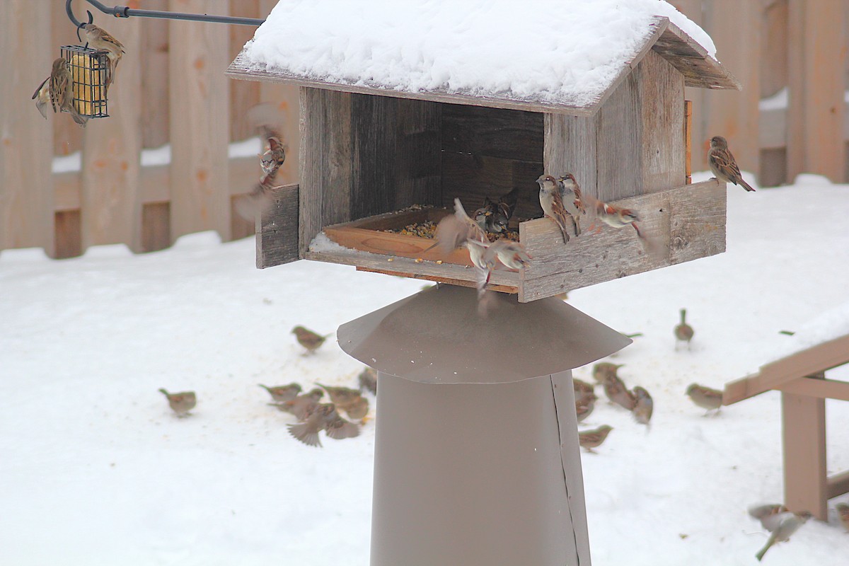 European Starling - ML646185607