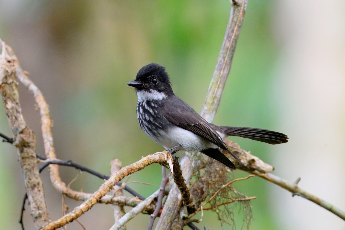 White-gorgeted Fantail - ML646185608