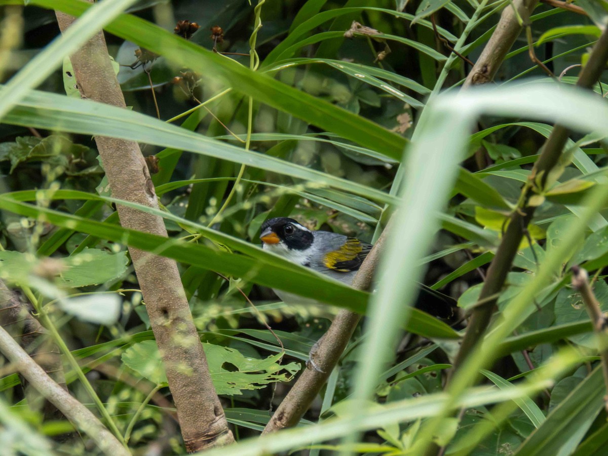 Saffron-billed Sparrow (Gray-backed) - ML646185617