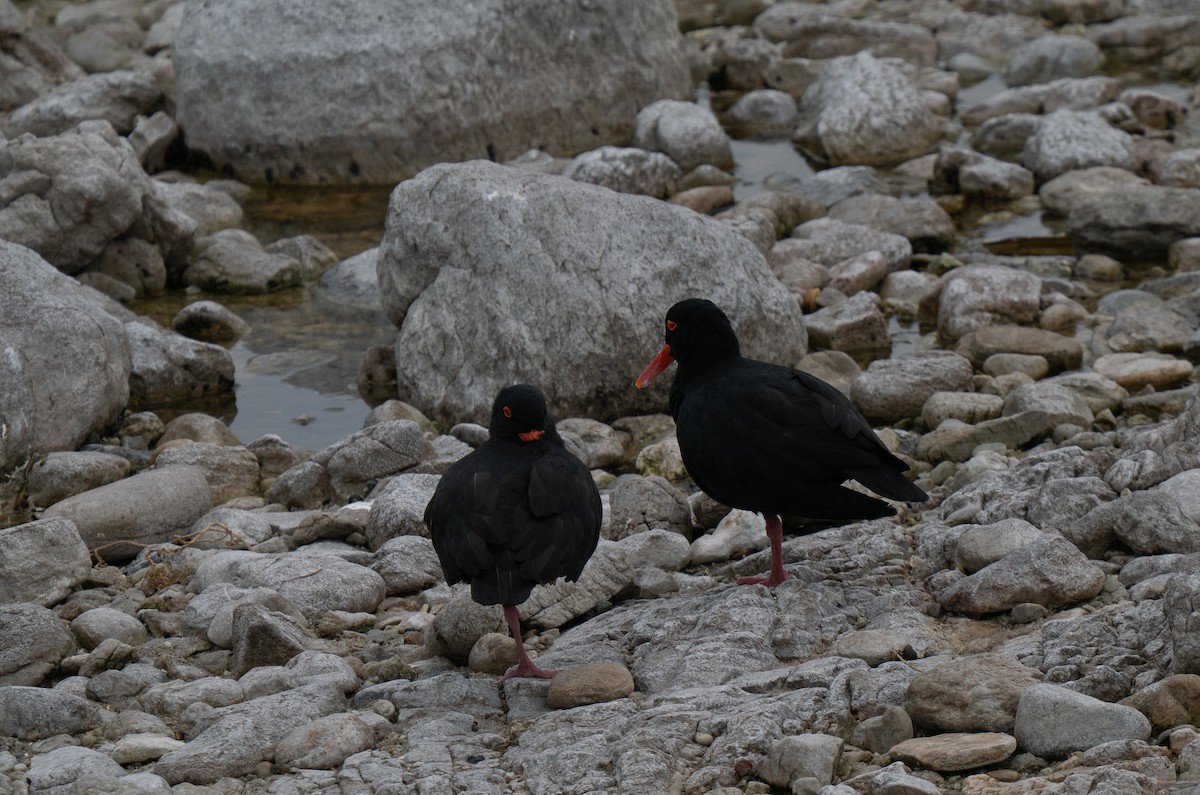 African Oystercatcher - ML646185620