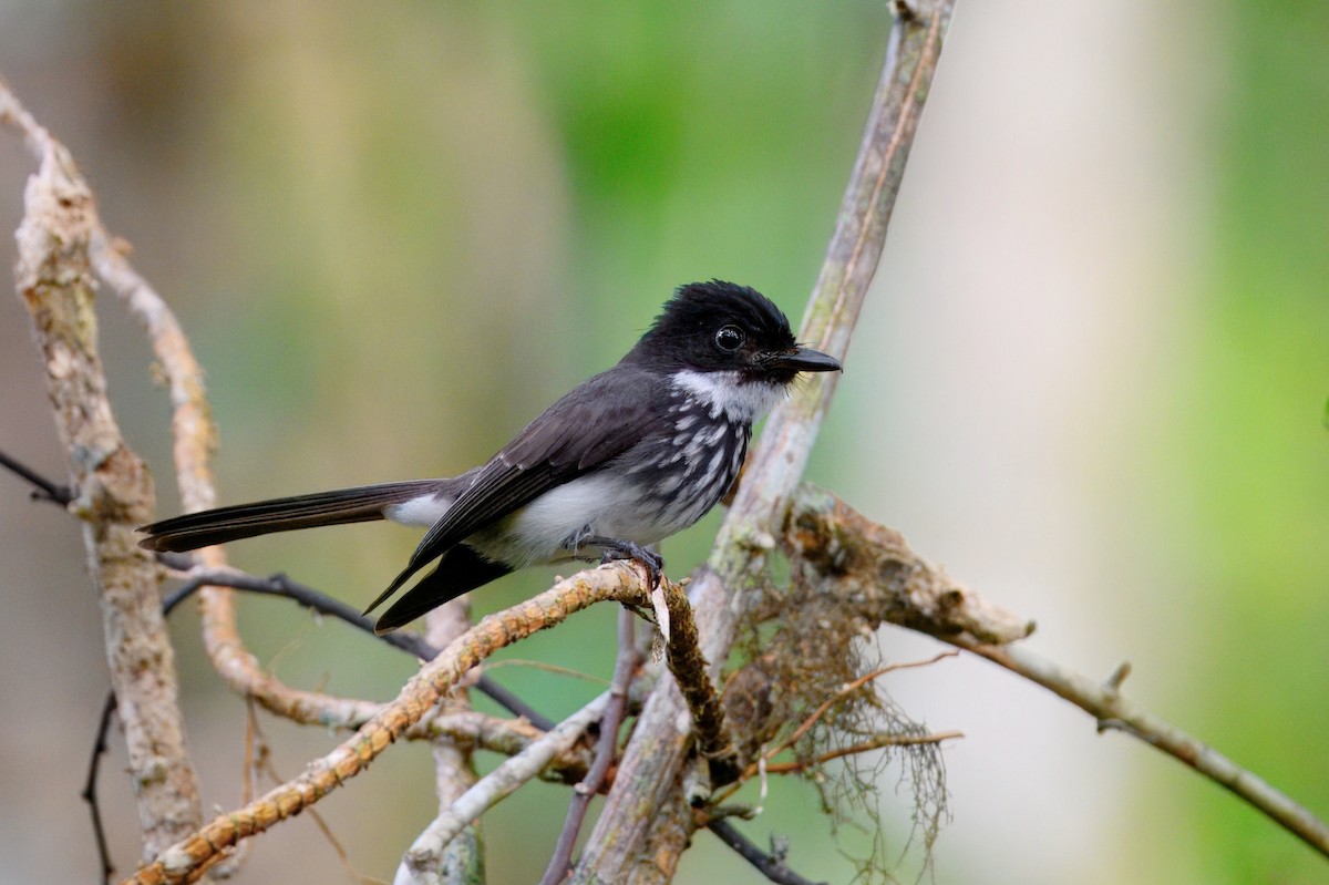 White-gorgeted Fantail - ML646185623