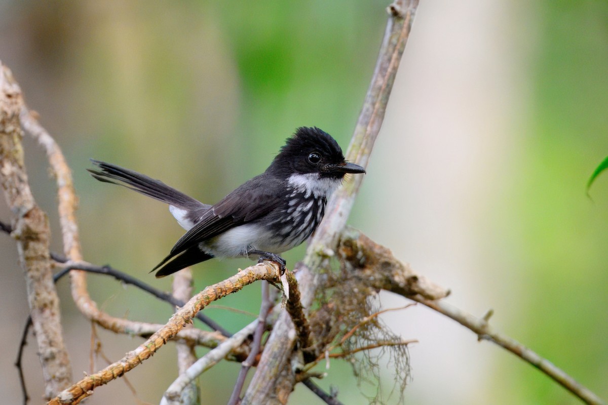White-gorgeted Fantail - ML646185624
