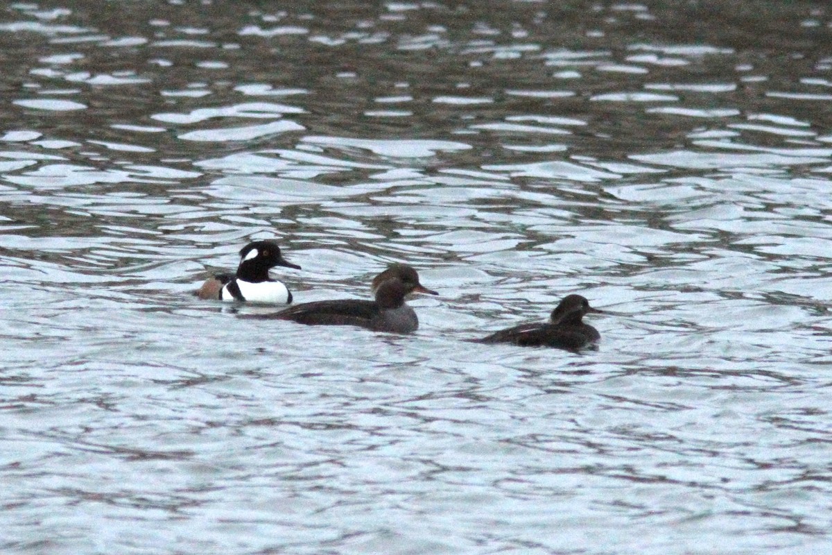 Hooded Merganser - ML646185629