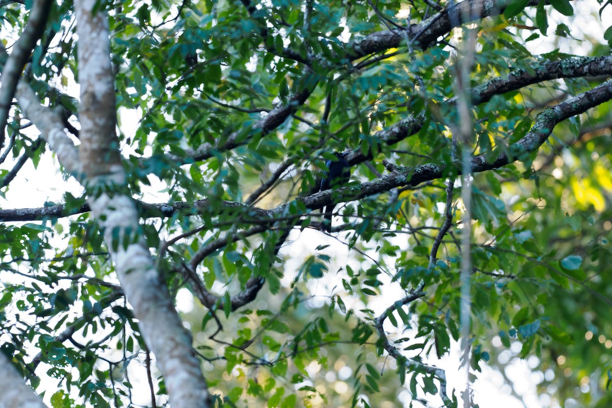 Дронговая кукушка - ML646185633