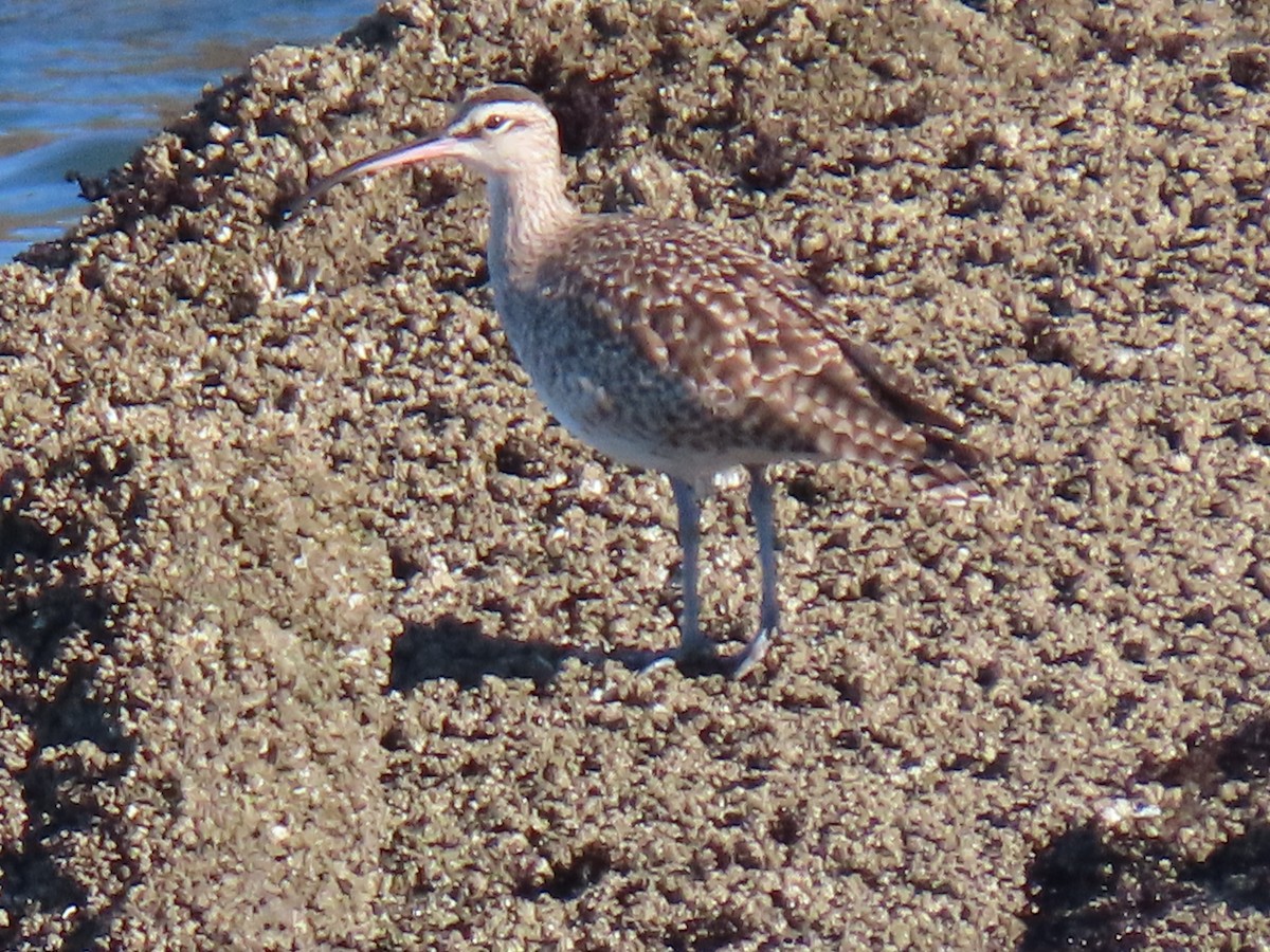 Chiurlo piccolo americano - ML646185634