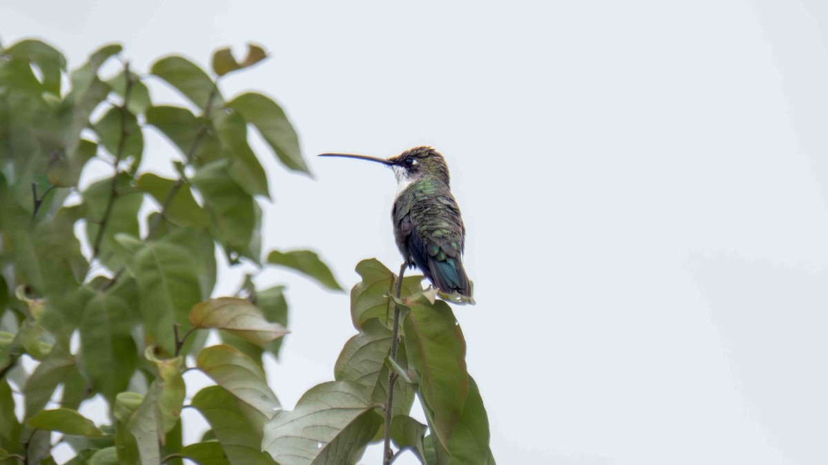 Blue-tufted Starthroat - ML646185639