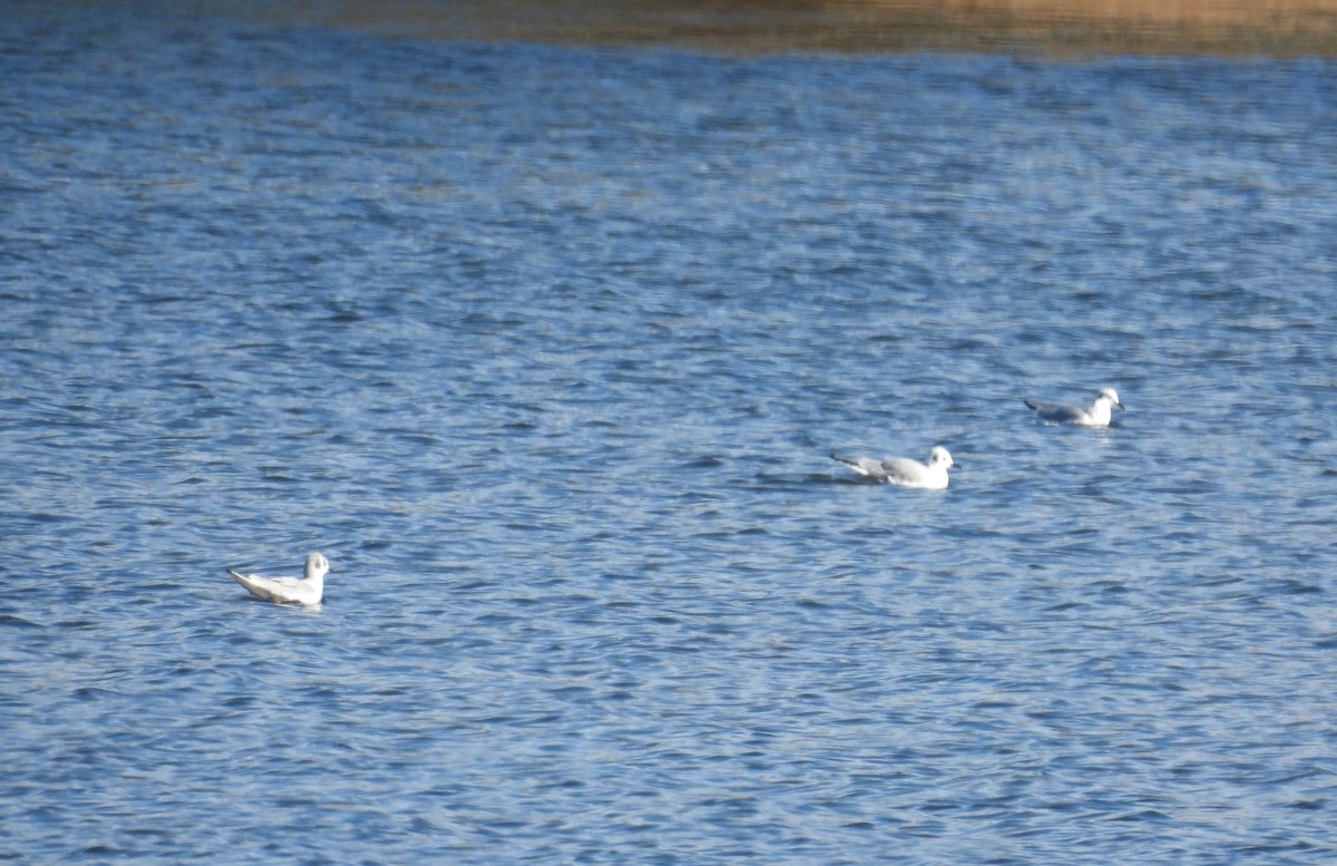 Bonaparte's Gull - ML646185641