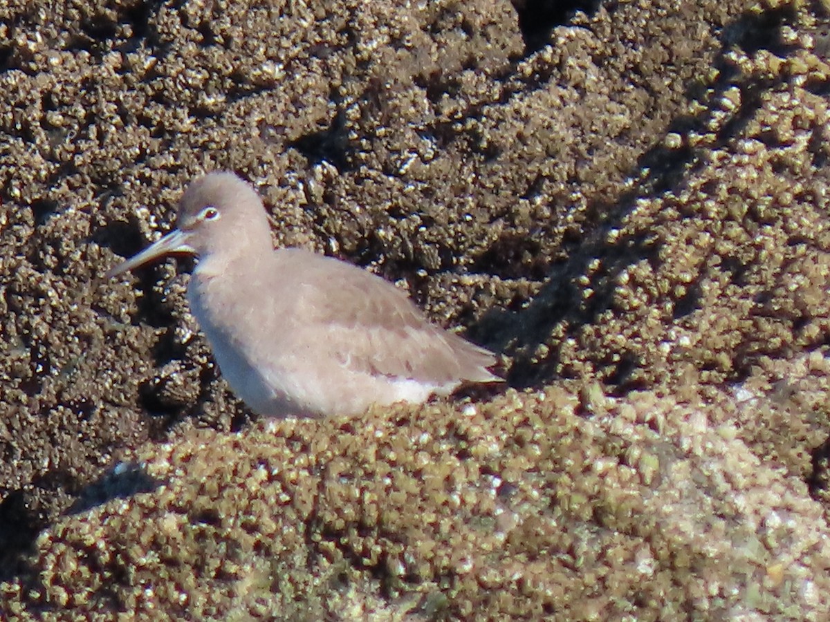 Piro piro semipalmato - ML646185653