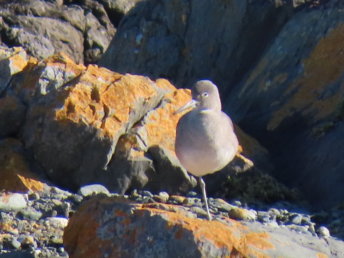 Piro piro semipalmato - ML646185654