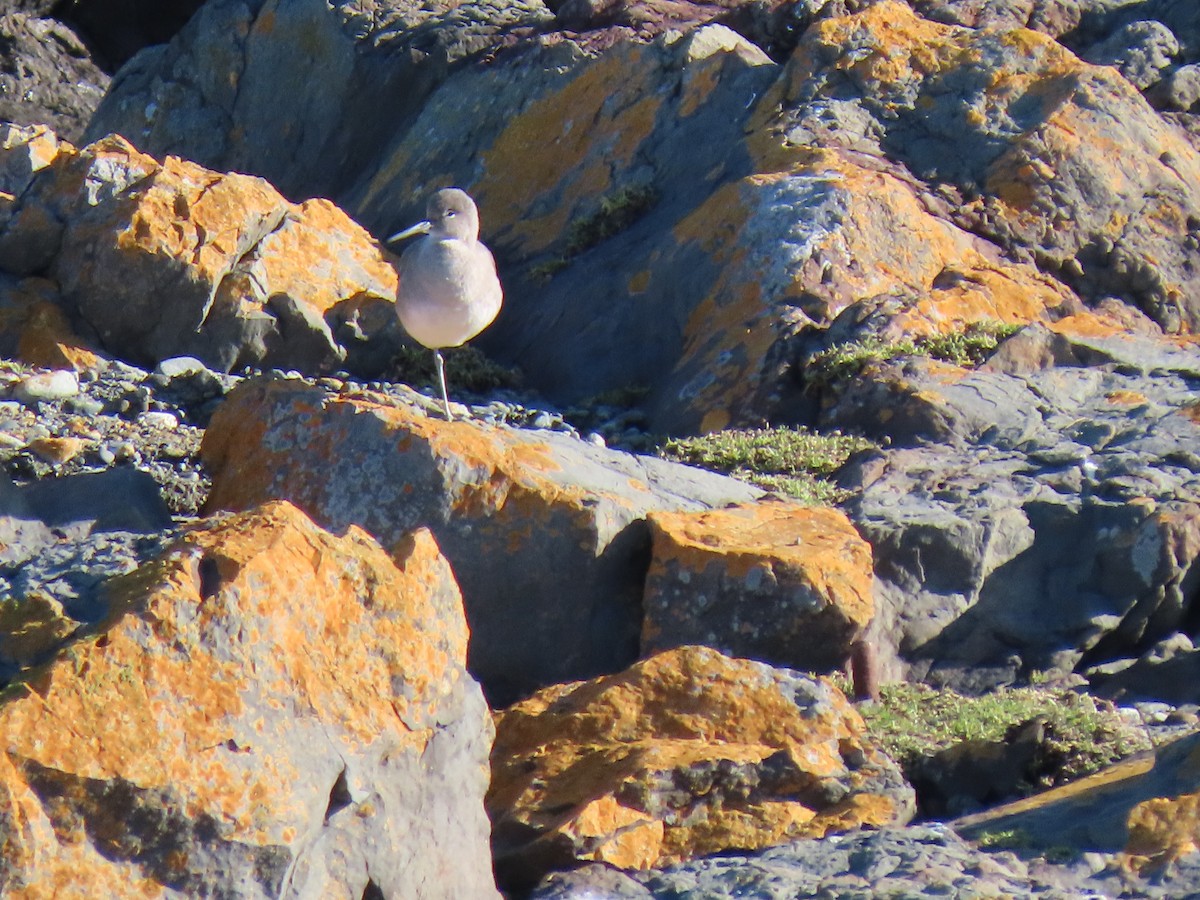 Piro piro semipalmato - ML646185655