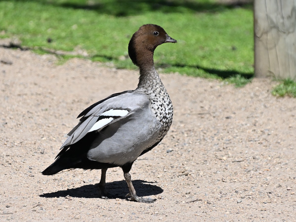 Maned Duck - ML646185660