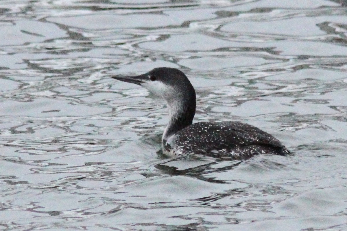 Red-throated Loon - ML646185665