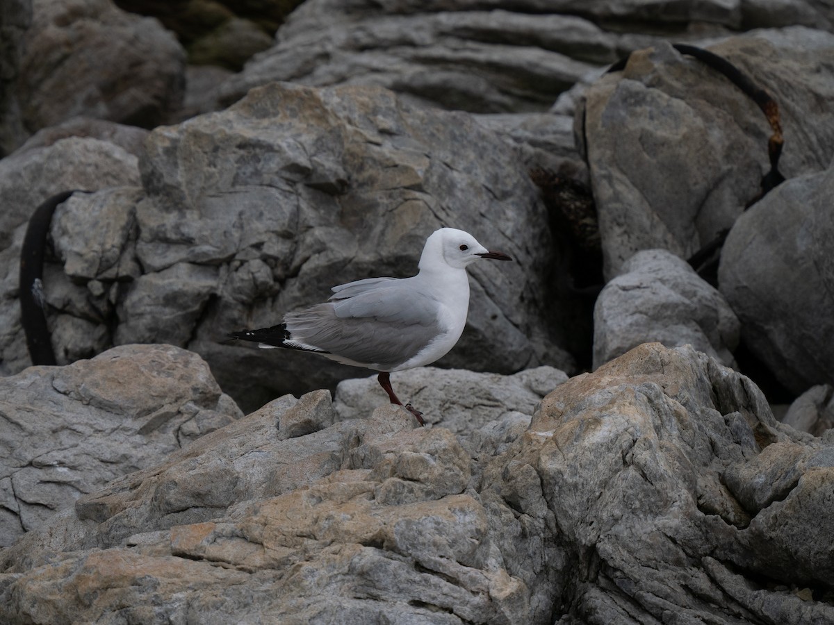 Капская чайка - ML646185670