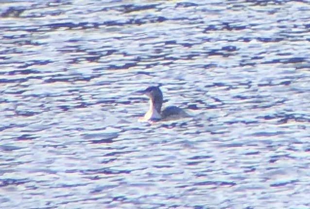 Red-throated Loon - ML646185674