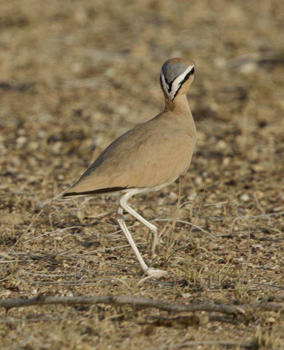 ørkenløper - ML646185683