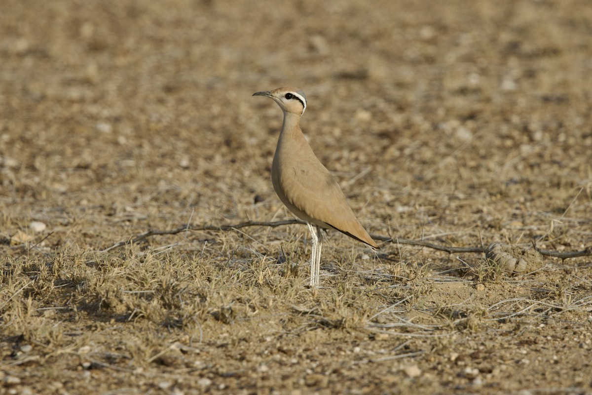 ørkenløper - ML646185684