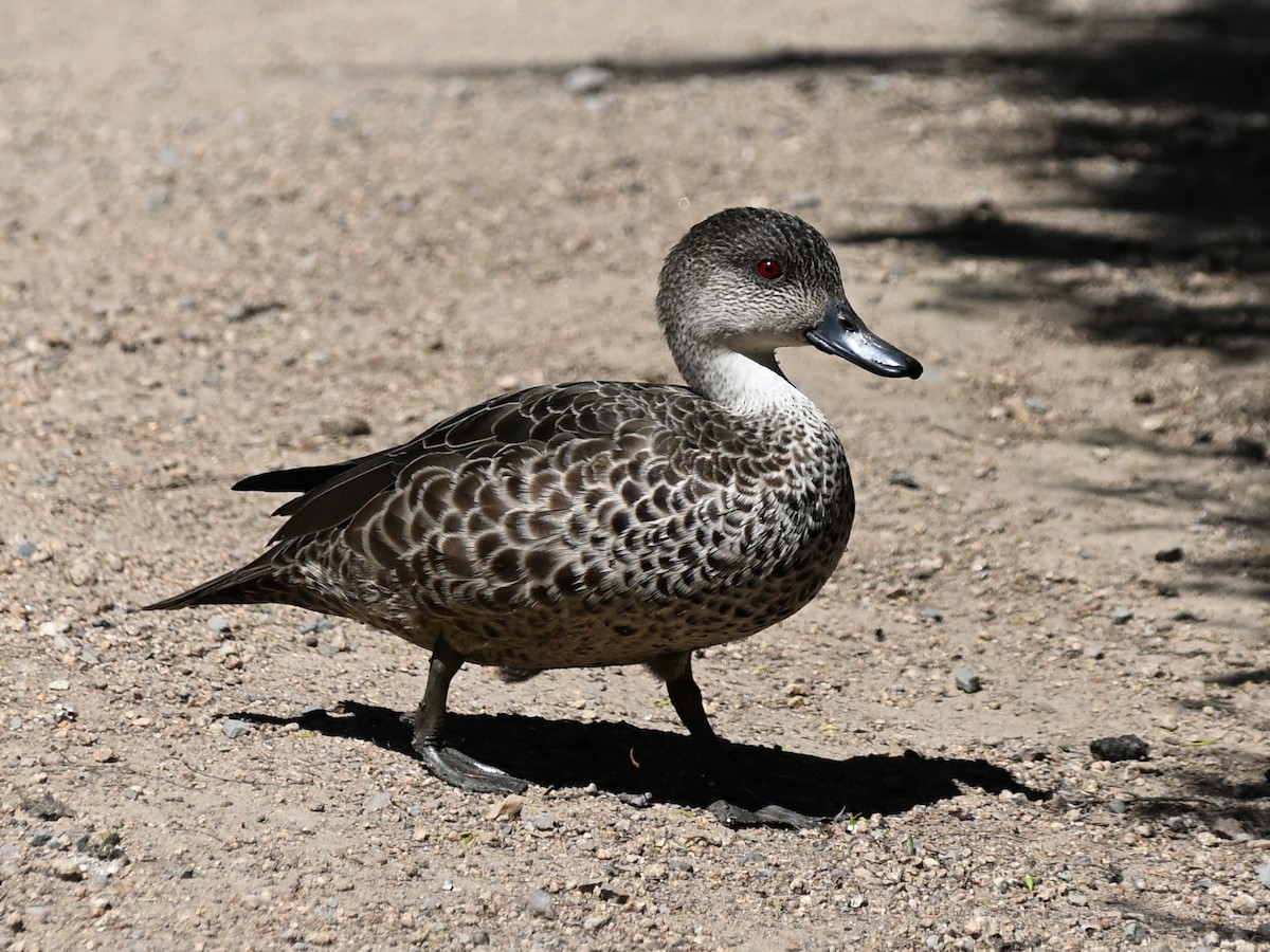 Gray Teal - ML646185688