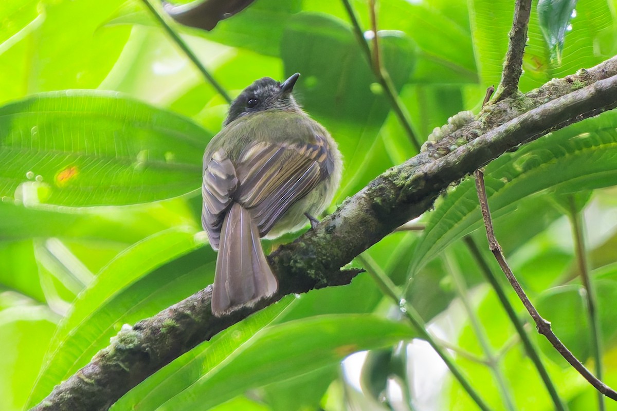 Ореджеро-инка - ML646185694