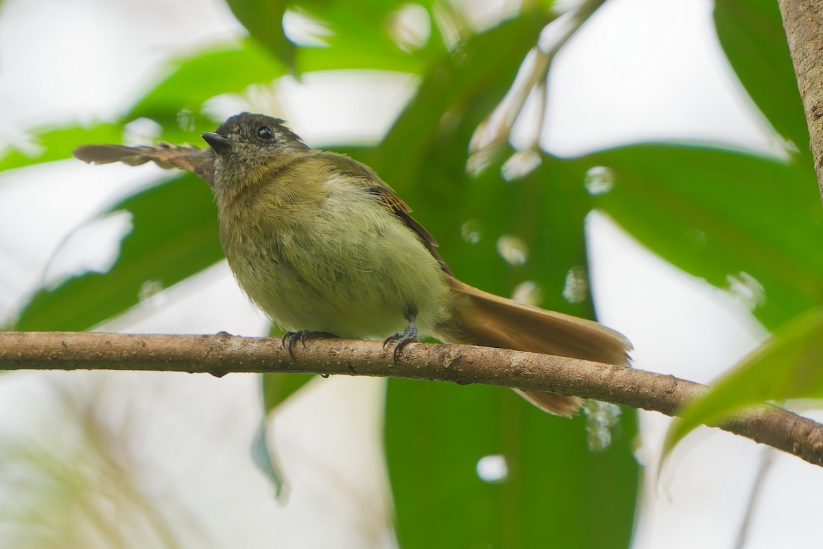 Ореджеро-инка - ML646185695