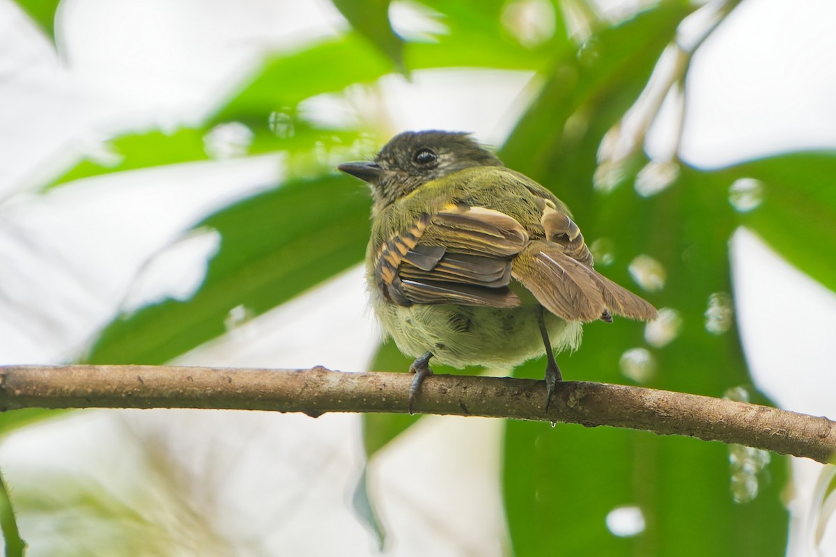 Ореджеро-инка - ML646185696