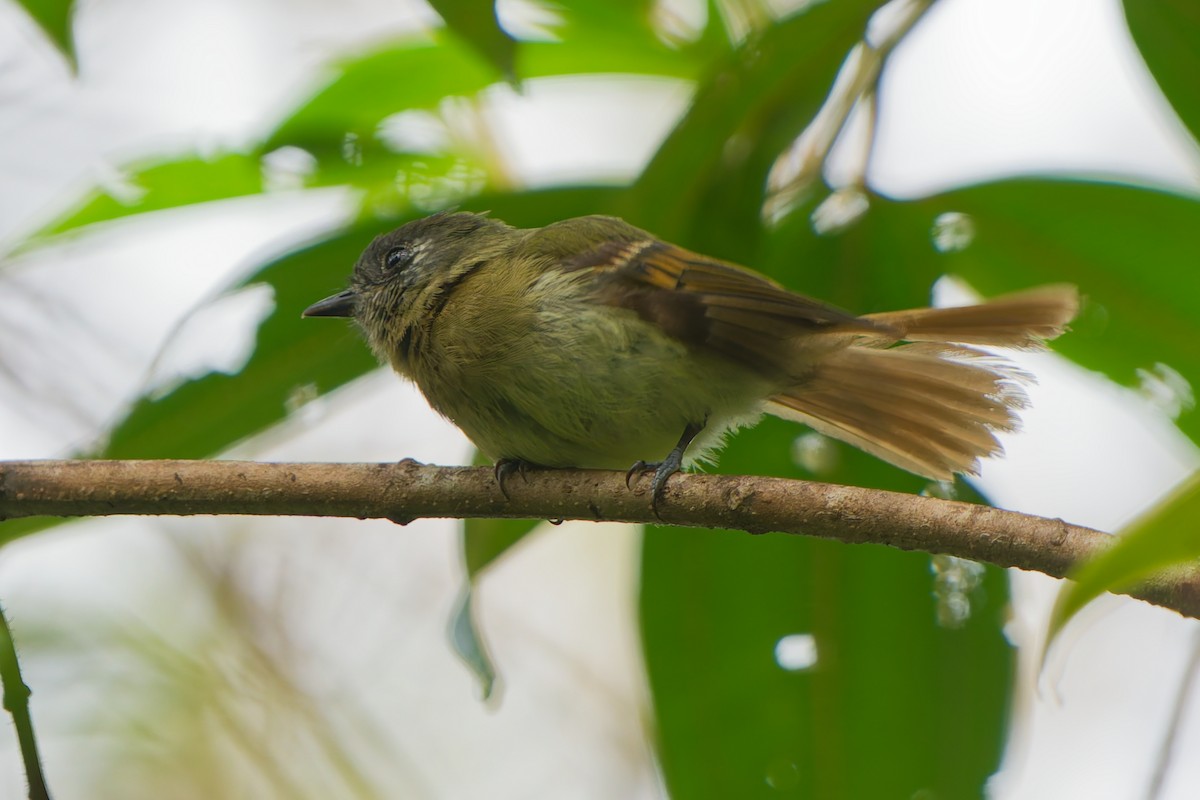 Ореджеро-инка - ML646185697