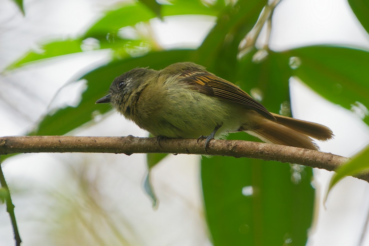 Ореджеро-инка - ML646185698