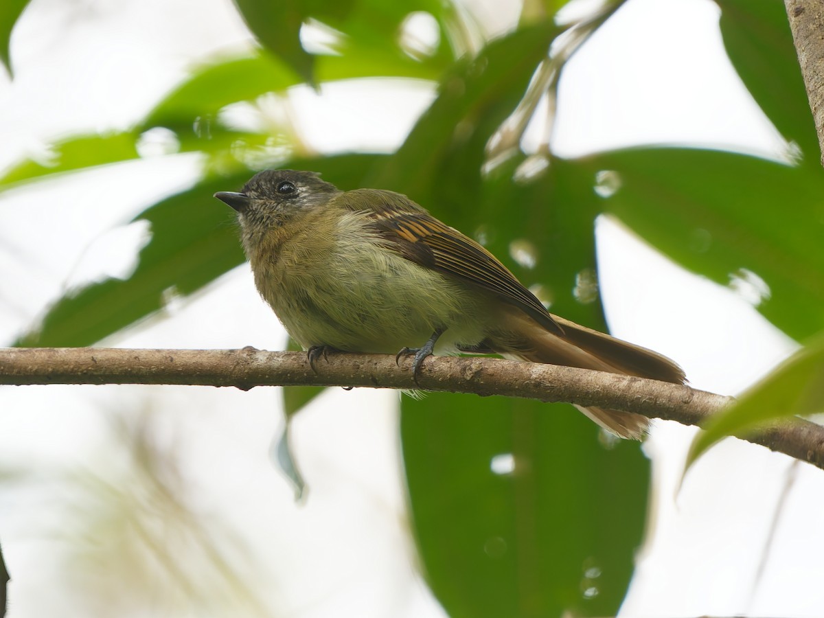 Ореджеро-инка - ML646185699