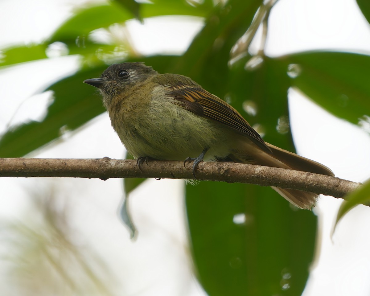 Ореджеро-инка - ML646185700