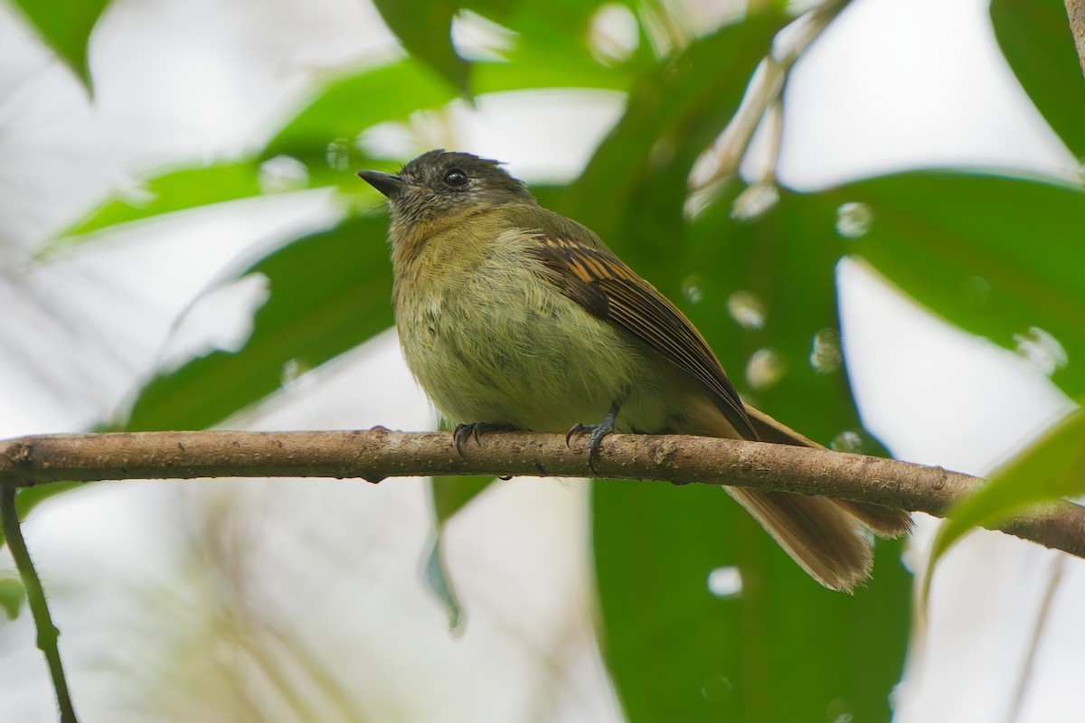 Ореджеро-инка - ML646185701