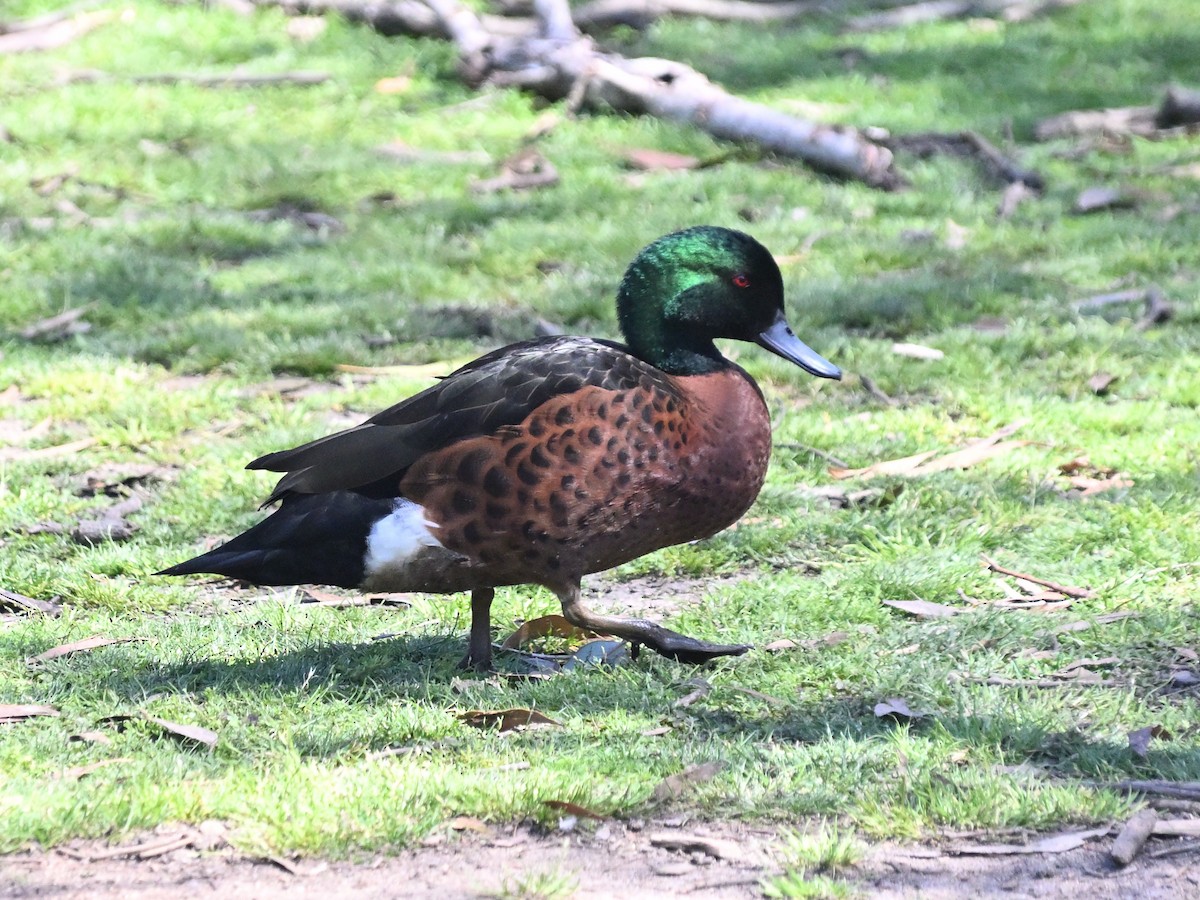 Каштановый чирок - ML646185702