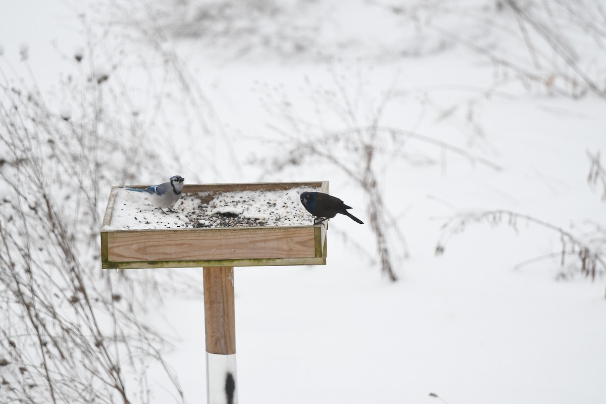 Common Grackle - ML646185704