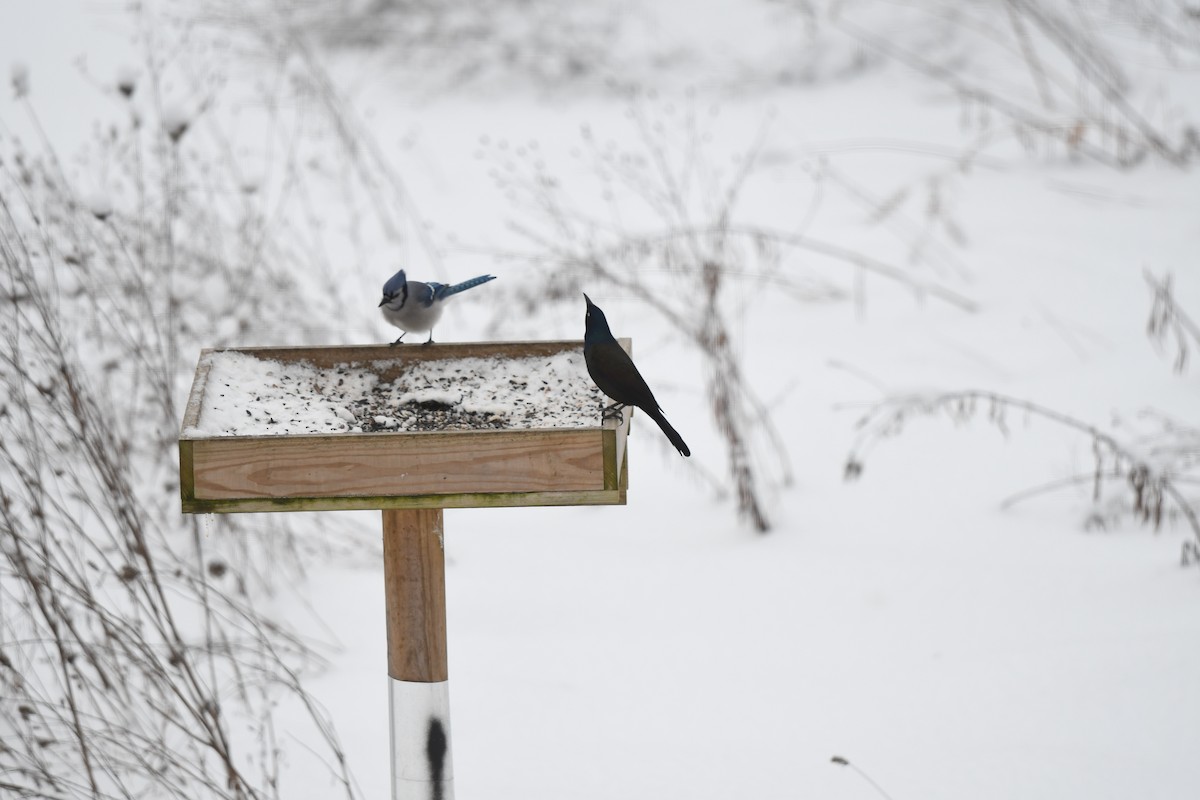 Common Grackle - ML646185705