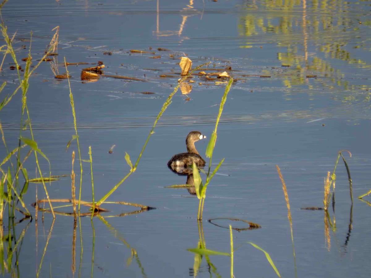 Пестроклювая поганка - ML646185706