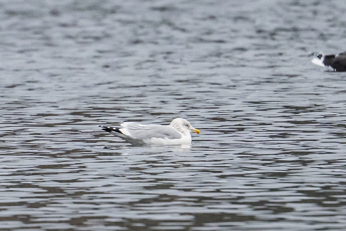 Американская чайка - ML646185708